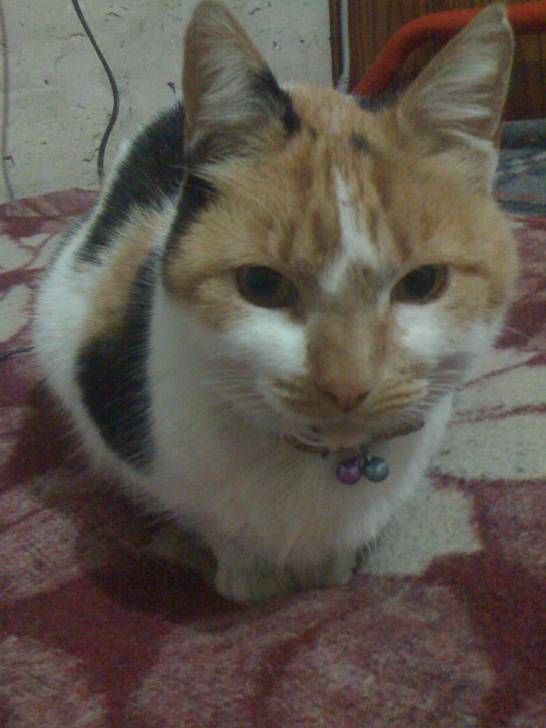 Lola - (13 ans)