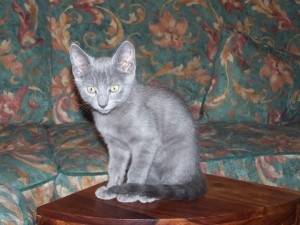 Harry - Mâle (7 mois)