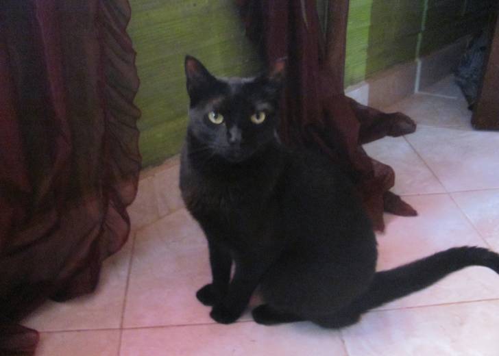 Rocky - Mâle (2 ans)