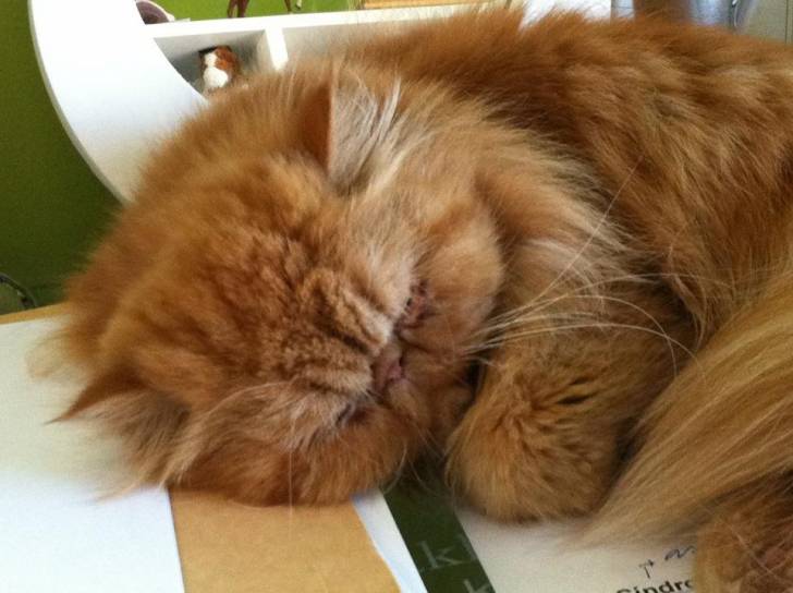 Missy - (2 ans)