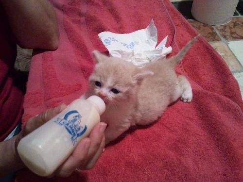 lucky - Mâle (1 mois)
