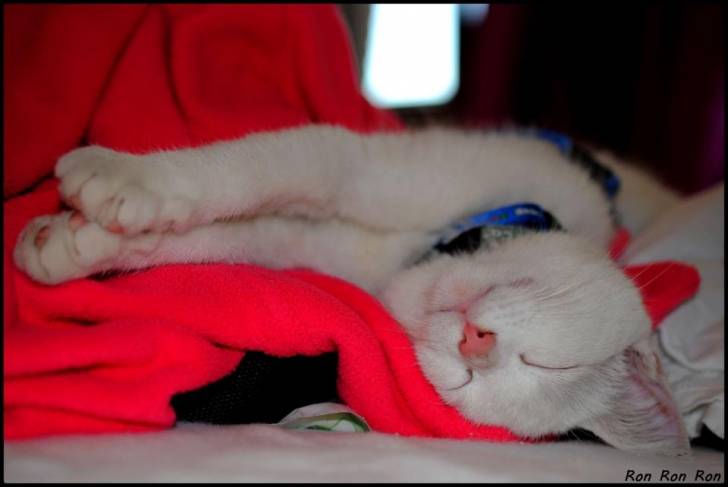Théo Rip mon chat :'( - Mâle (2 ans)