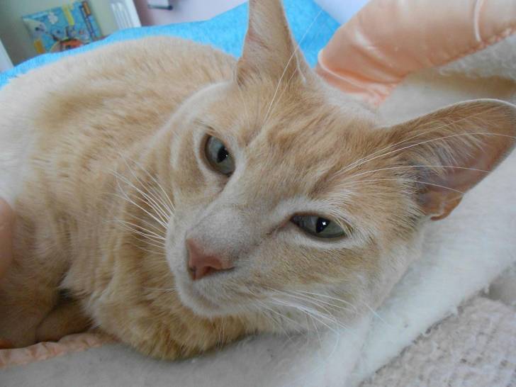 Thunder - Mâle (5 ans)