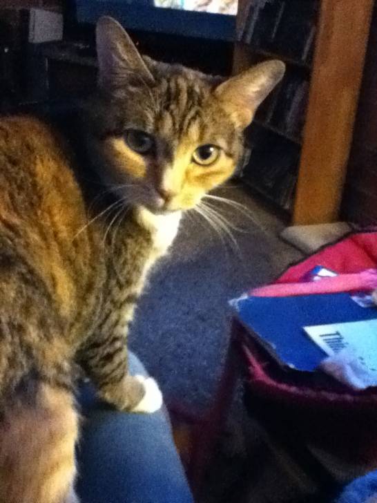 pompom - (6 ans)