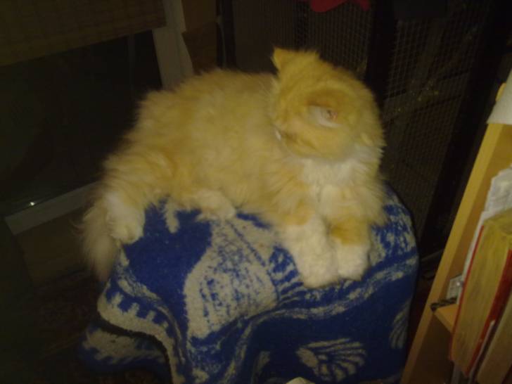 boncuk - Mâle (5 ans)