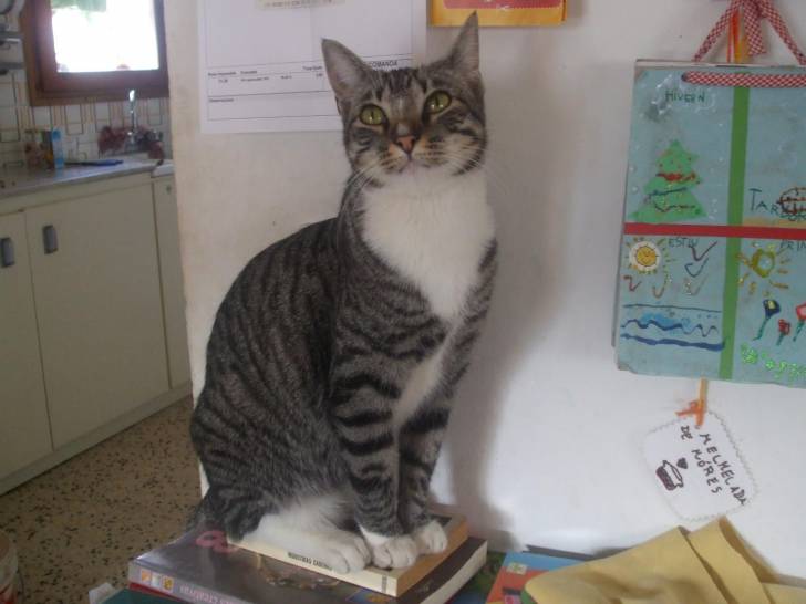 grisa - (2 ans)