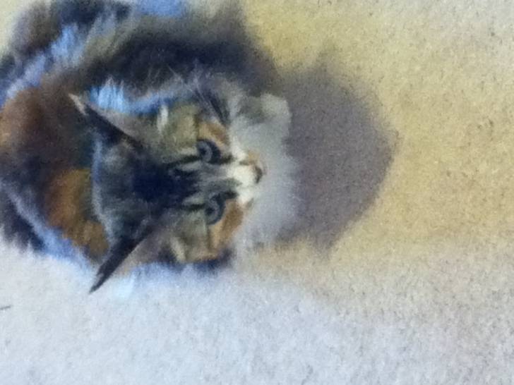 Lily - (5 ans)