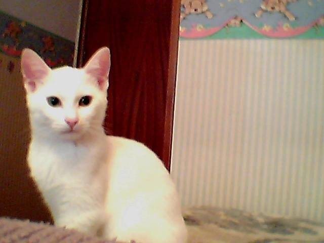 blanquita - (4 mois)