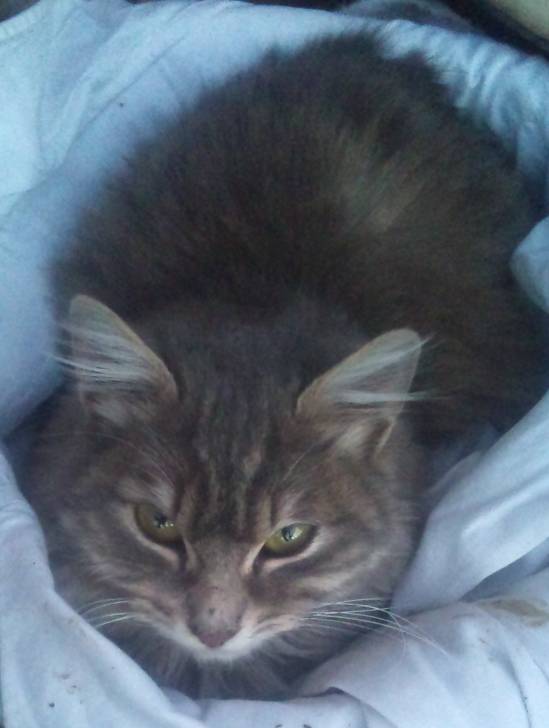Kitty - (8 mois)