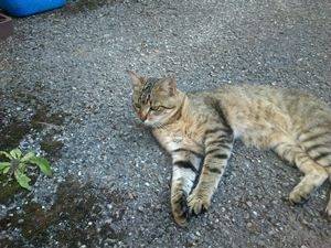 minou - Mâle (1 an)