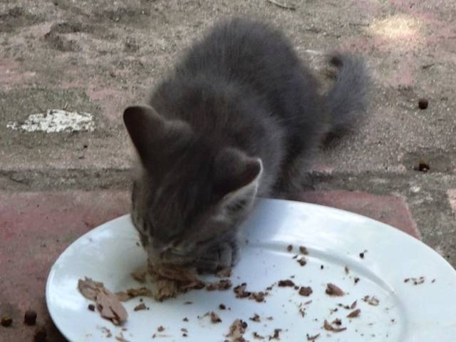 Grisouillette - (2 mois)