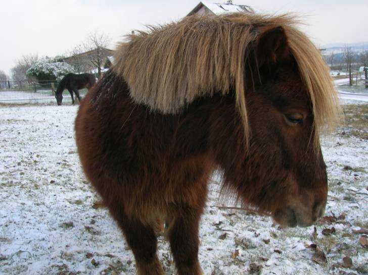 Wicki - Mâle (6 ans)