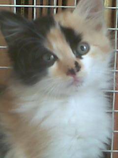 Zoe - (7 ans)