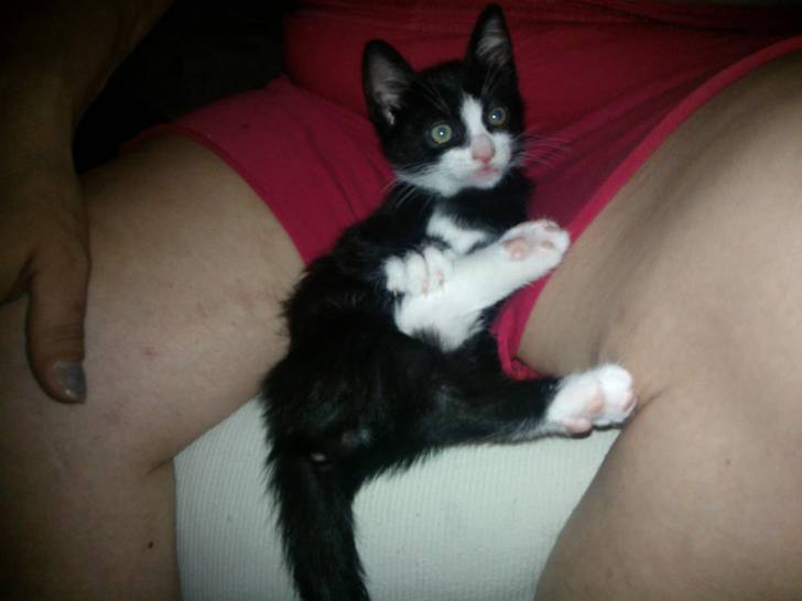 Milo - Mâle (5 mois)