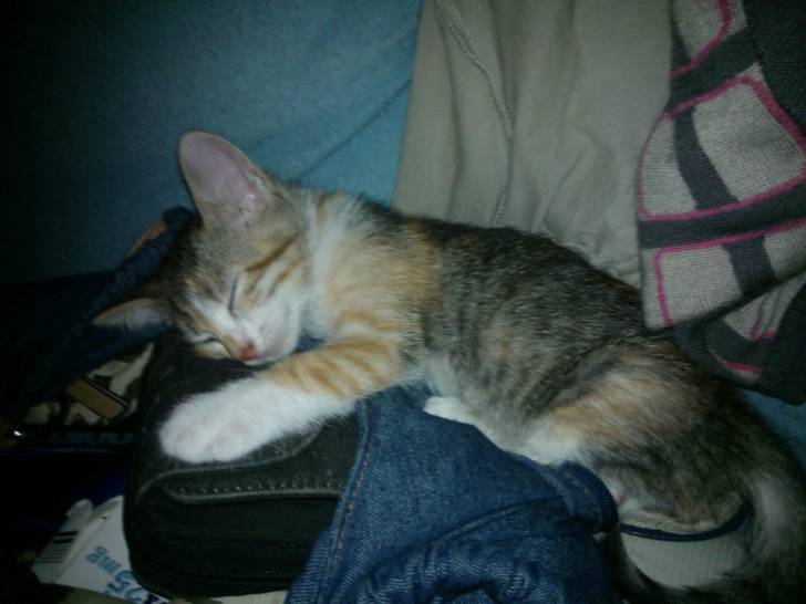 Nina - (5 mois)