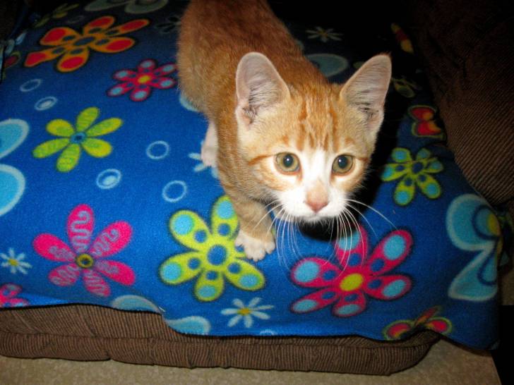 Nicky - (2 mois)
