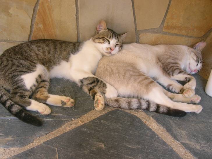 Merlín y Copito De Nieve - Mâle (3 ans)