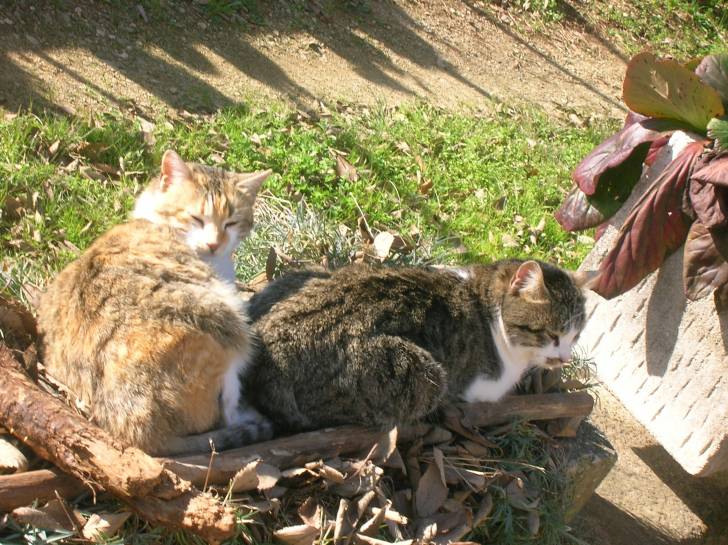 Merlín y Titi (macho y hembra) - (3 ans)