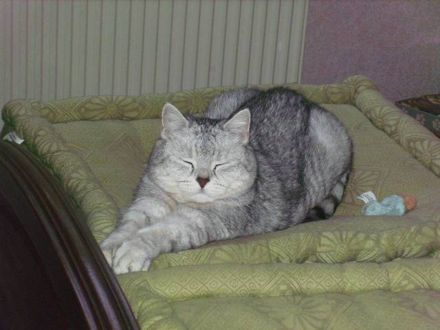 Soso - Mâle