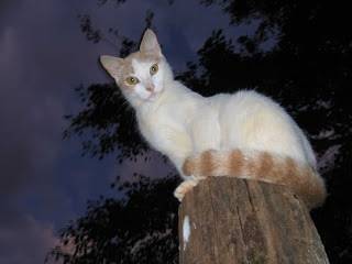 gatito - Mâle (3 ans)