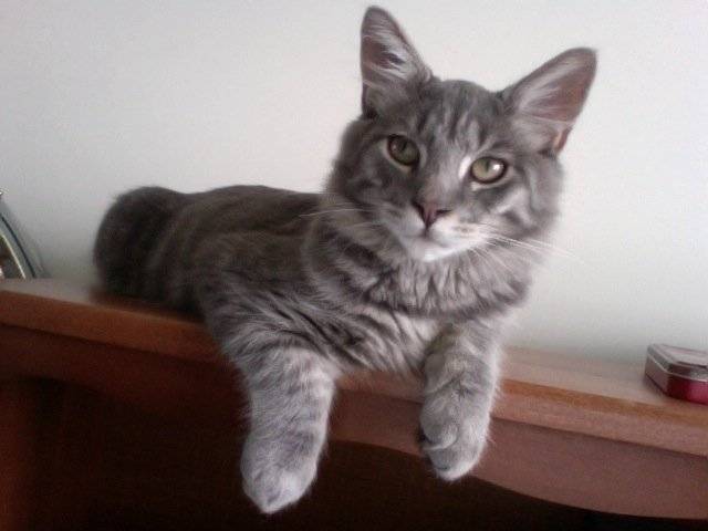 Lynx - Mâle (3 ans)