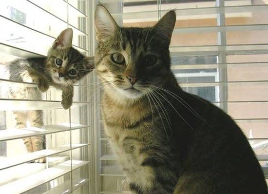Daisy and her kitten Lila - (1 mois)