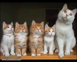 Duke,Tigger,Snowball,Kalley,and mom Bessy - (1 mois)