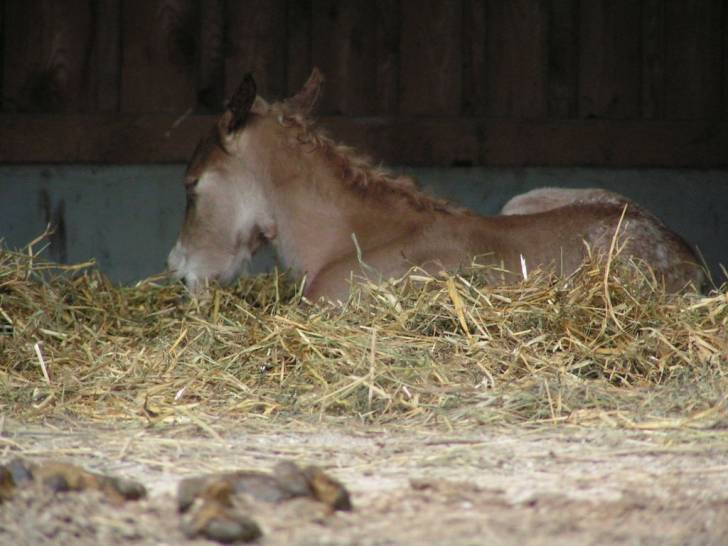 Queeny - (3 ans)