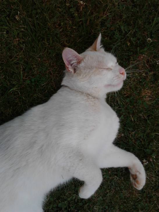 little - Mâle (3 ans)