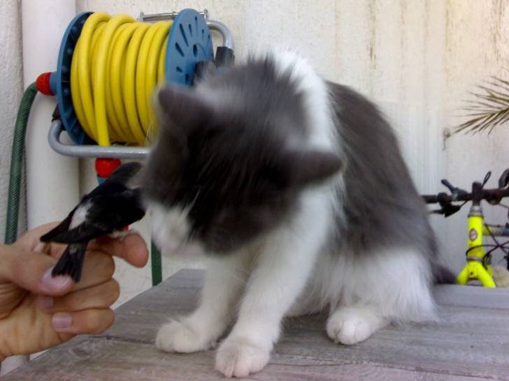 Luna - (7 ans)
