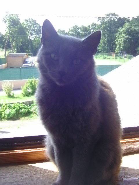 Réglisse - (6 ans)