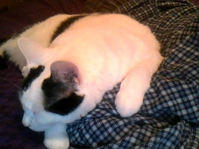 Magellan - Mâle (8 ans)
