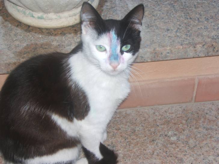 Raggio di Sole - Mâle (4 ans)