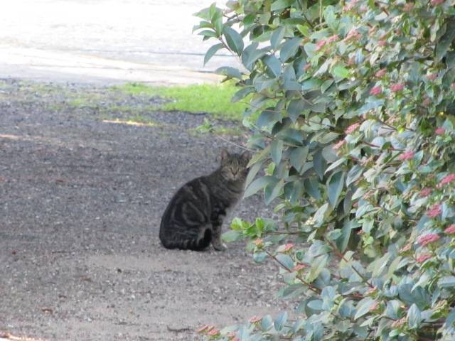 Miaou - Mâle