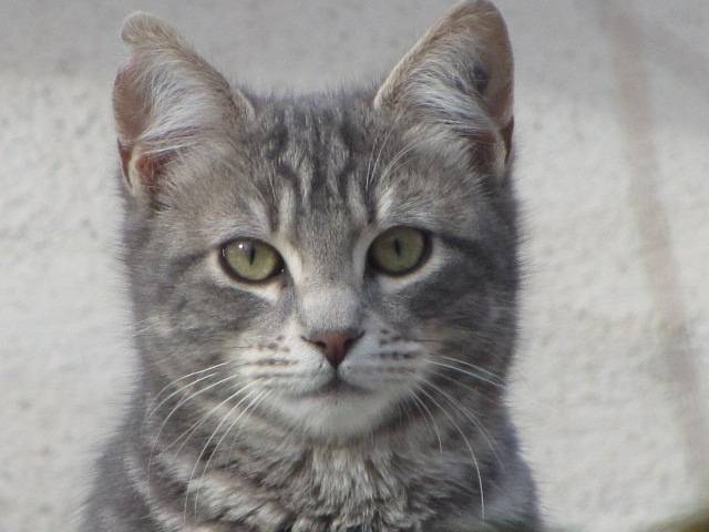 Grisette - (7 mois)