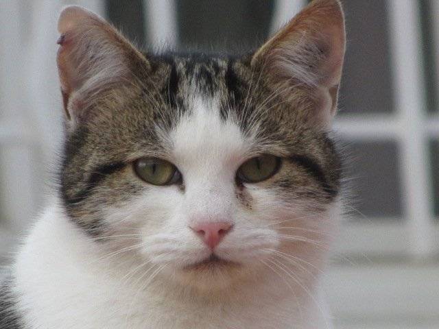 Blancha - (7 mois)