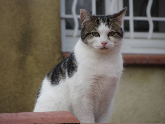 Blancha - (7 mois)