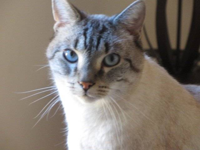 Sanga - Mâle (3 ans)