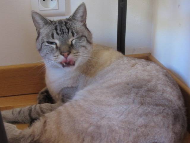 Sanga - Mâle (3 ans)