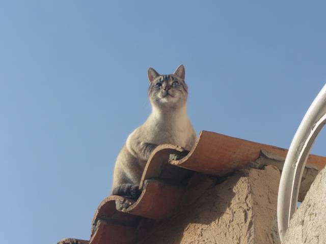 Sanga - Mâle (3 ans)