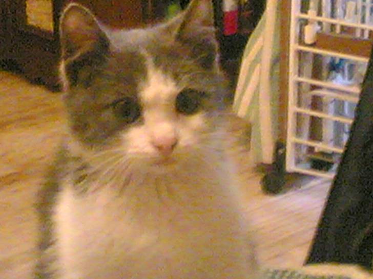 neve - Mâle (8 mois)