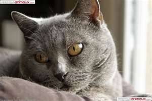 Doudou - Mâle (6 ans)