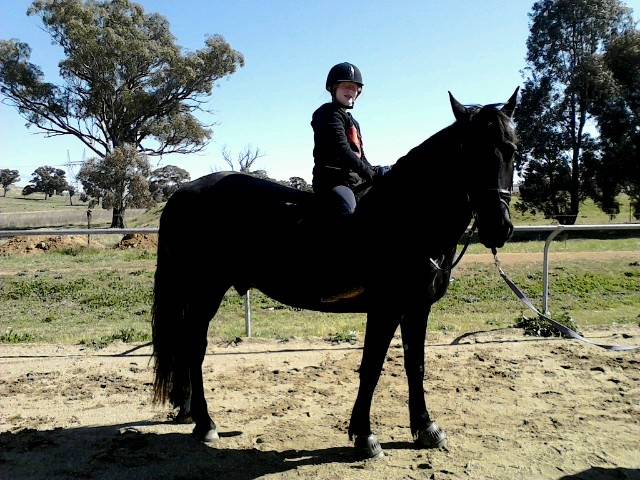 my horse - Mâle (4 ans)