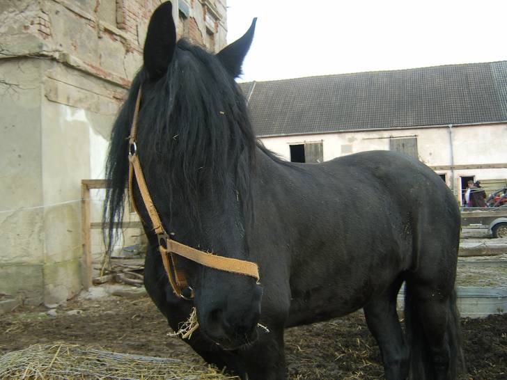 PRINZESSIN - (9 ans)