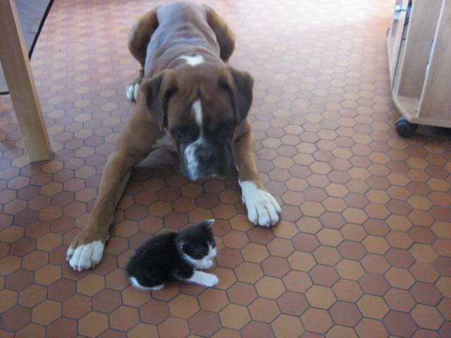 fleber et le petit chaton - Mâle