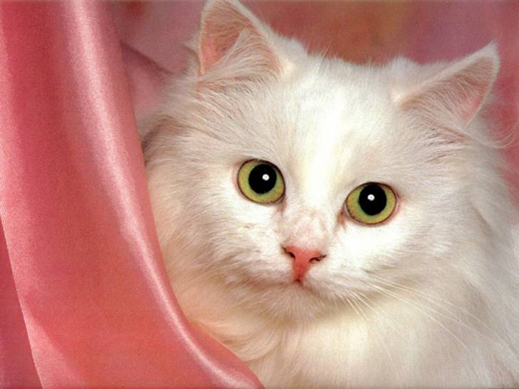 Chipie - (6 mois)