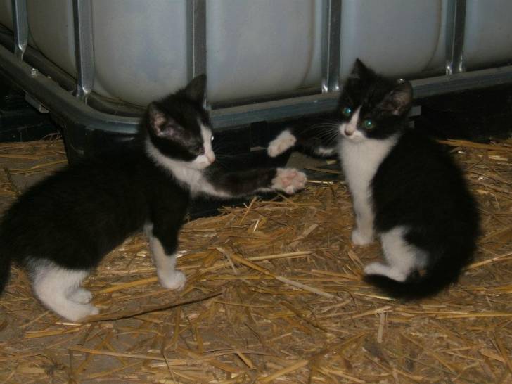 Moustache et Filou - (3 mois)