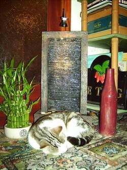 Cobalt - Mâle (2 ans)