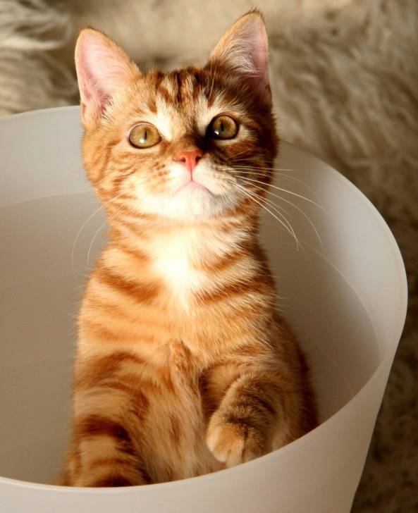 caramell - (3 ans)