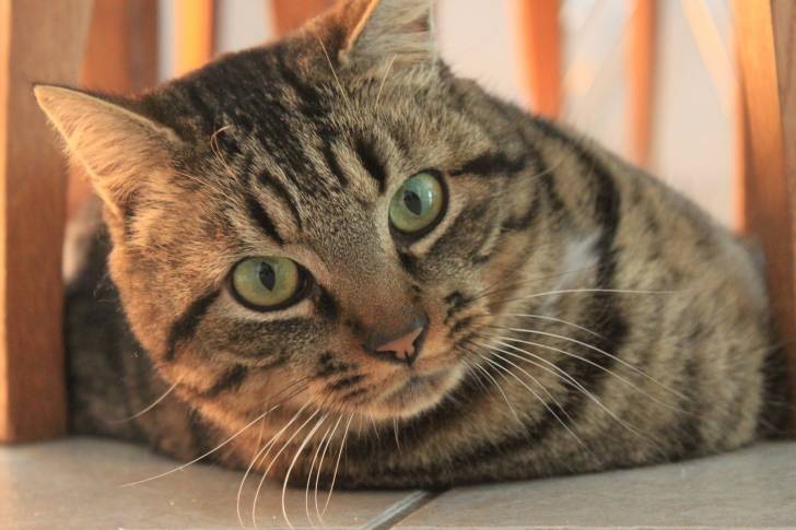 Kira - Mâle (4 ans)